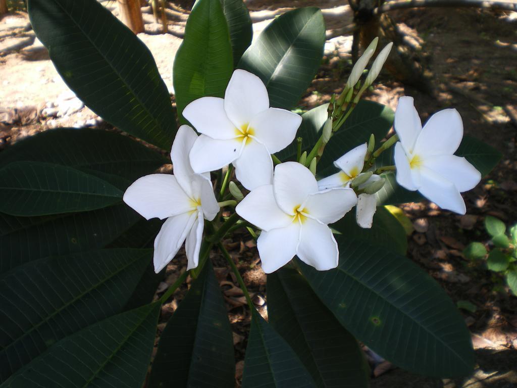 Seychelles Yellow Petals Anse Boileau Exterior photo